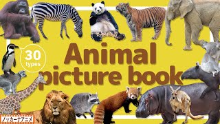 Animal Picture Book | Video for Kids 【どうぶつ図鑑】30種類のいろんな動物をみてみよう！英語知育アニメ