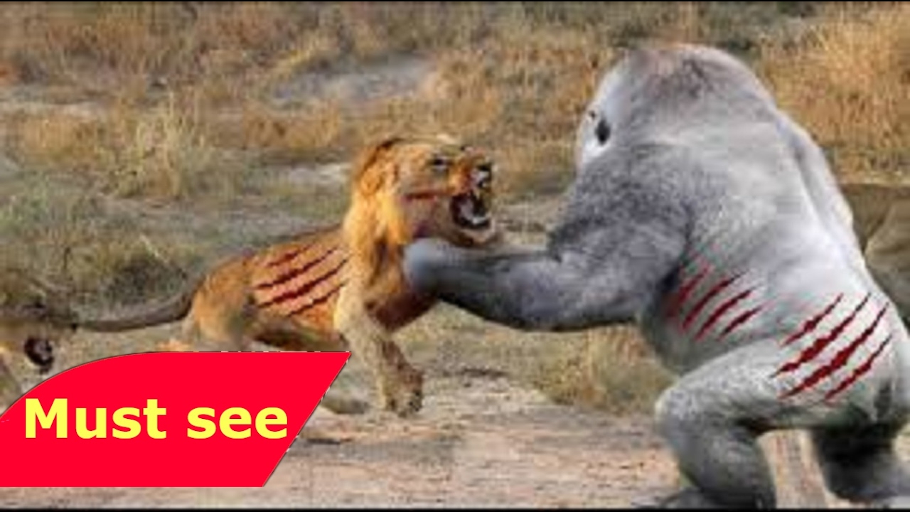 DOCUMENTALES DE ANIMALES ツ LA HYENA DEVORA HOMBRES ANIMALES SALVAJES