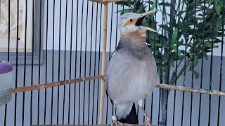 MAsteran Burung Jalak - Jalak Silangan Super Gacor Full isian | 6