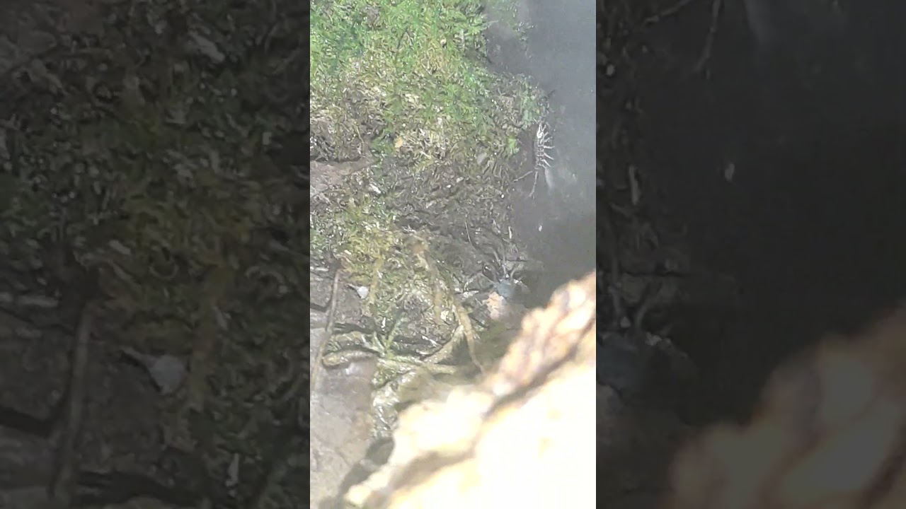 Ischyropsalis luteipes 😍 