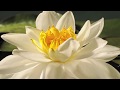 Nymphaea alba flower opening time lapse