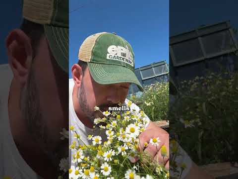 This is how I harvest my chamomile...