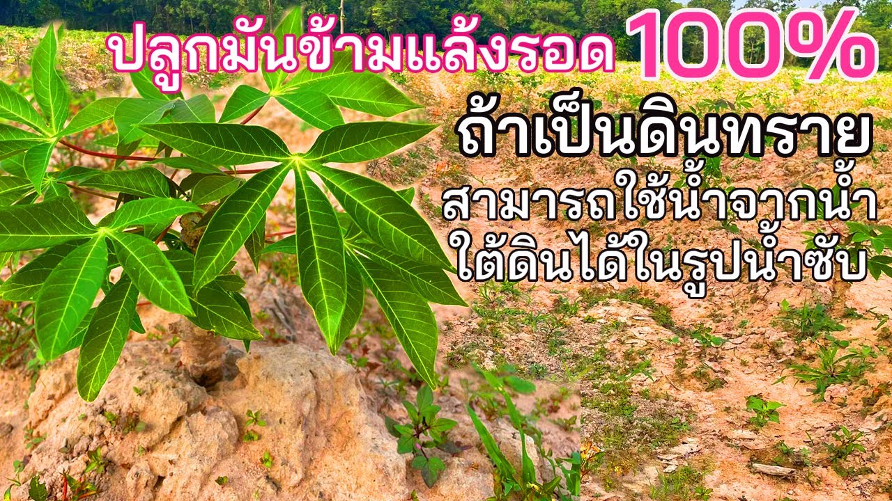 ดิน ทราย ปลูก อะไร ดี  Update 2022  ปลูกปลายฝนรอด100%ถ้าดินเป็นดินทราย ดินร่วนปนทราย