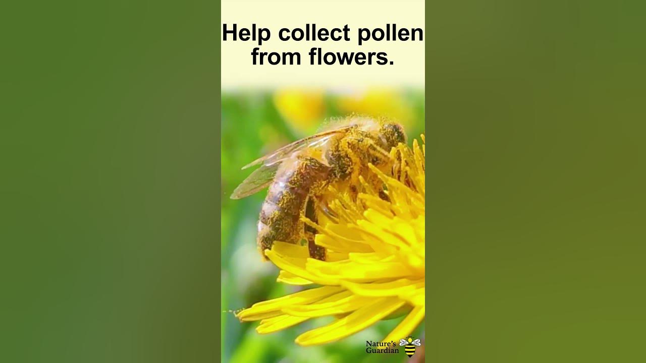 Why do bees have hair? bees hair beekeeping101 didyouknow 