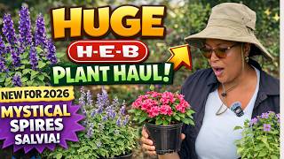 April 2026 HEB Garden Center Plant Haul 🌿 New Salvia Plant, Russian Sage & Annuals | Texas Gardening