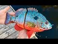 Making a longear sunfish lure  world record size