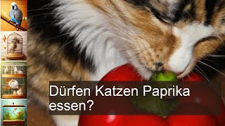 Durfen Katzen Paprika essen