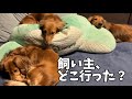 パパがいない2日間のミニチュアダックスの様子