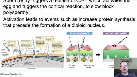 Chapter 36   Animal Development