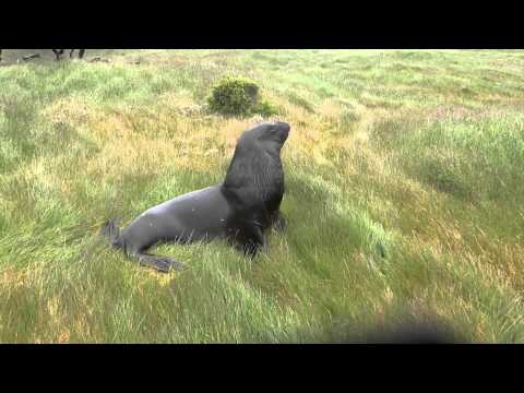 A Sea Lion Roar 