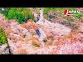 Japan's Best Sakura: Top 3 Places for a Breathtaking Experience | Japan Travel