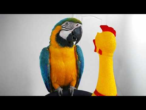 The Funniest Parrot Moments Ever Caught on Camera! 🤣🦜