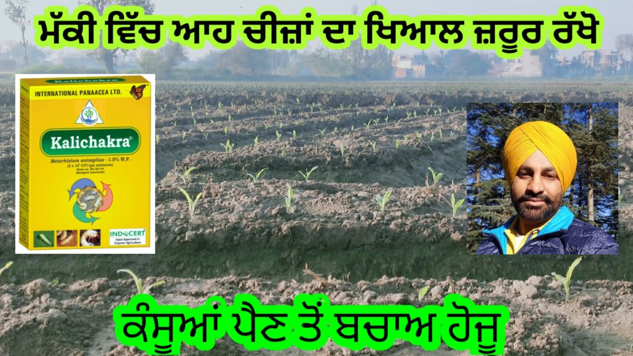 ਮੱਕੀ ਬੀਜਣ ਵੇਲੇ ਬੀਜ਼ ਨੂੰ ਸੋਧ ਕੇ ਜ਼ਰੂਰ ਬੀਜੋ। Panjaab Paidavar