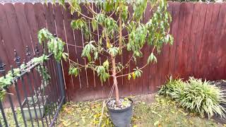 Peach tree flower buds are developing for spring!!