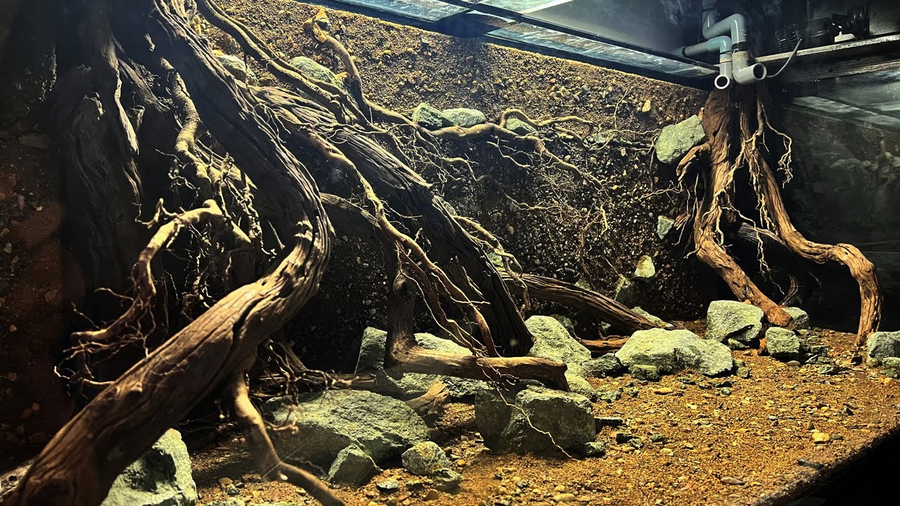 Setup layout VÁCH SUỐI cho hồ CÁ SĂN MỒI cộng đồng thêm tự nhiên #hugoduong