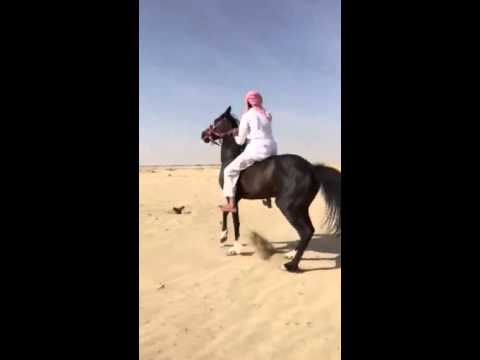 متعب المشعبي السبيعي على الفرس الكحيله 
