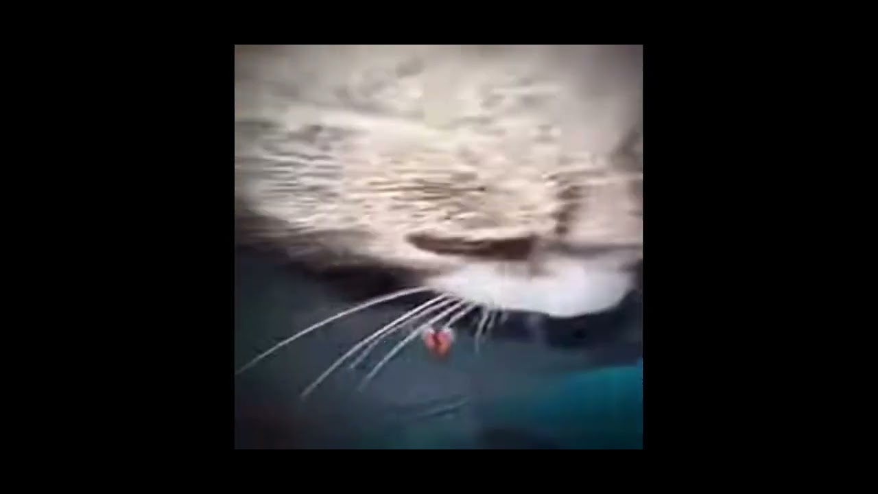 кот нассал - YouTube