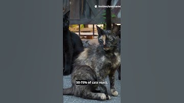 invideo ai 1080 Why Catnip Makes Cats Go Nuts! Short +  2025 10 25