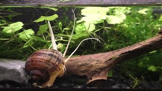 The Strange And Beautiful Mystery Snail