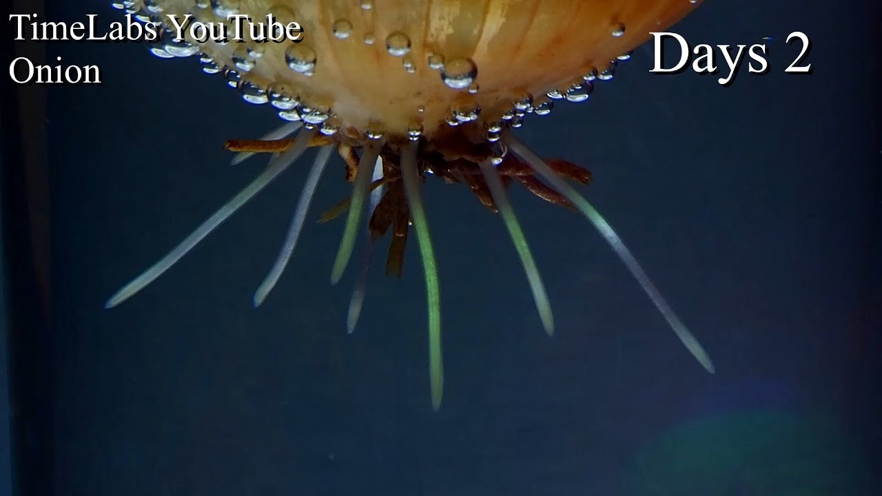 Growing ONION Time Lapse 19 Days YouTube
