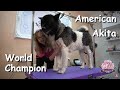 American Akita Grooming