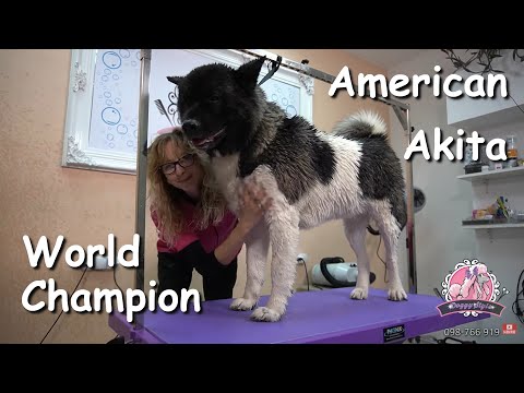 World champion 2021 / American Akita Grooming