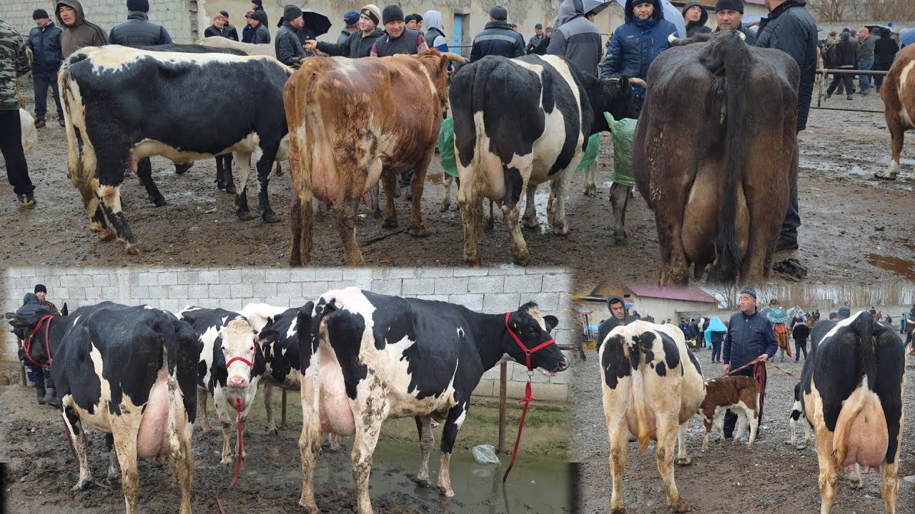 Shaxrixon Mol Bozori 😱 Yomğirda Bozor Kasha Bõldi 