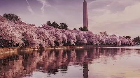 VERIFY: Is that a cherry blossom? Or is it a plum blossom? - DayDayNews
