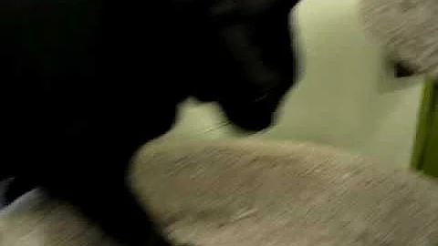 Video 804241: black oriental shorthair
