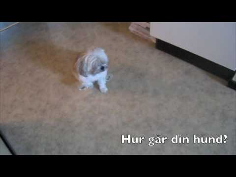 Video: Hur Du Ger Din Hund Ett Skott