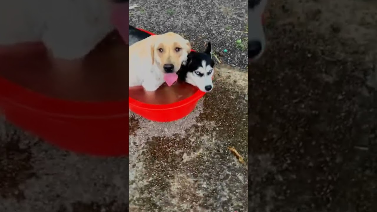 Husky's way to beat the heat