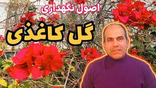 اصول مهم در نگهداری و پرورش گل زیبای و دوست داشتنی کاغذی که با دانستن اون مطمئنا عاشق کاغذی میشوید.