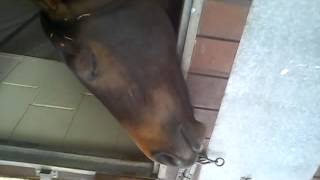 Funny horse shows its teeth
