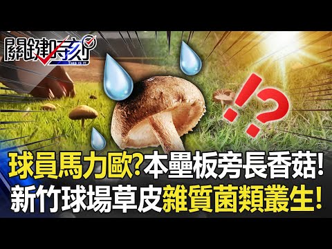 球員變成馬力歐！？ 跑往本壘板須經過香菇…新竹棒球場草皮含雜質菌類叢生！【關鍵時刻】20230303-5 劉寶傑 林彥甫 黃暐瀚 李正皓