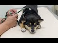 病院でオヤツは無しと先生に言われてしょげる柴犬 #shorts
