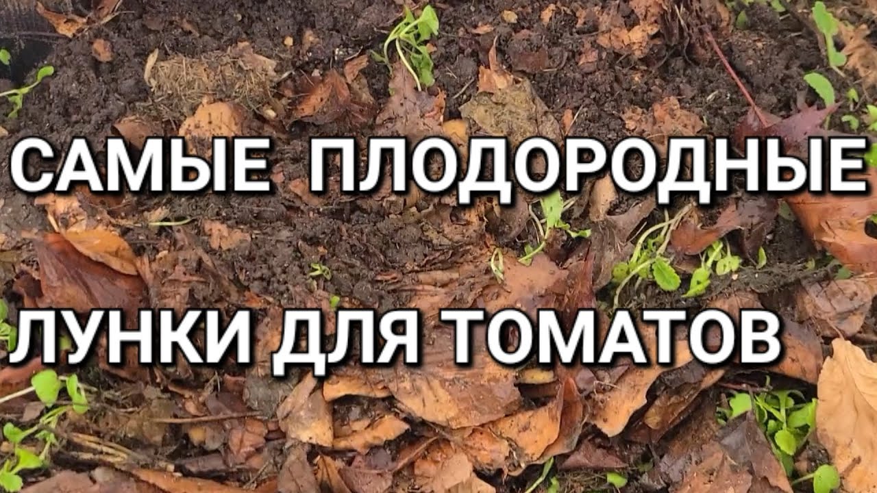 Закладываю органические лунки для томатов. 