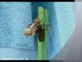 Cordulia aenea la cordulie bronze une libellule timide pas facile  observer