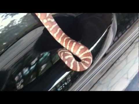Hypo Bredli Python