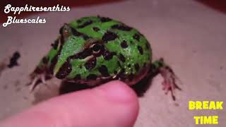 Screaming Frog Meme Compilation 3