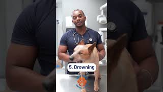 ☀️ Summer Pet Care Tips You NEED to Know | Keep Your Pets Safe & Healthy All Season 🐶🐱