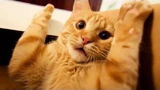 КОТЫ ПРИКОЛЫ 2016. ТОП-10 Приколы с котами Funny Cats 2016 КОТЫ ПРИКОЛЫ 2016. ТОП-10 Приколы с котами Funny Cats 2016