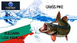 FISHER ONLINE Bulgaria Luda Kamchia Grass pike Trophy