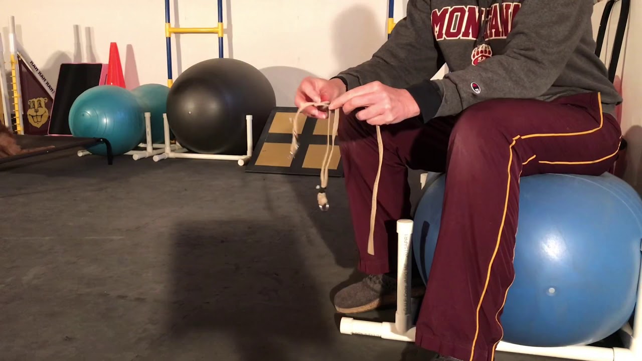 Intro to a Gentle Leader YouTube