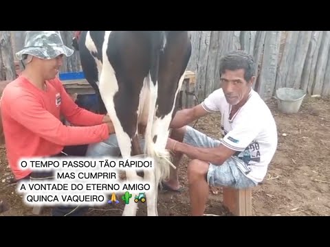 ESSA VACA EM QUATRO ANOS FOI QUATRO MACHOS !#VAQUEIRO #VIRAL #SHORTS #FY #AGRO #CORAÇÃO...