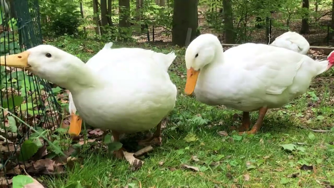 Ducks, ducklings and chickens eating grass. Just Peaceful Nature Sounds.