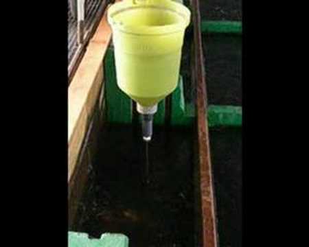 Pendulum Feeder Youtube