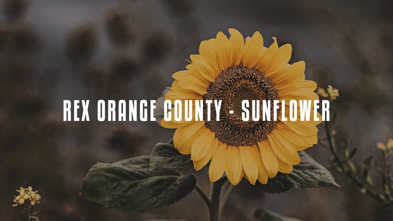 Rex Orange County Sunflower Lyrics YouTube