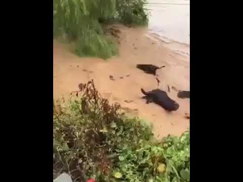 Flood in Balochistan 2020 | Balochistan mein selaab ne tabahi macha di
