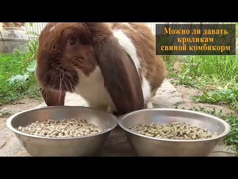 Можно ли кормить кроликов свиным комбикормом