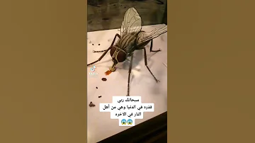 سبحان الله العظيم اكبر ذبابة في العالم The Biggest Fly In The World 